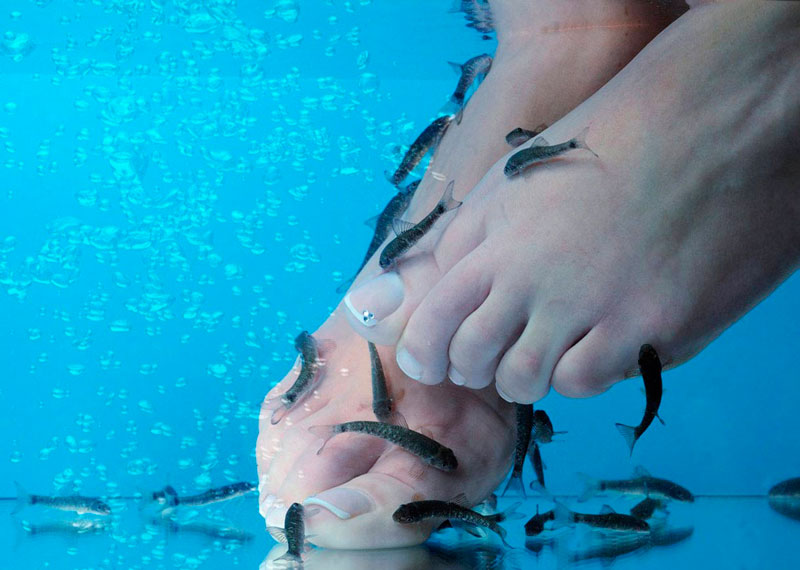 be-beaute-esthetique-barentin-salon-institut-rouen-normandie-23-fish-pedicure-spa-800x570 be-beaute-esthetique-barentin-salon-institut-rouen-normandie-23-fish-pedicure-spa-800x570